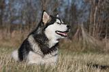 ALASKAN MALAMUTE 787
